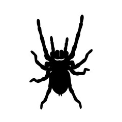 Black silhouette of a tarantula spider in a threat pose. Vector graphic illustration on white background, silhouette