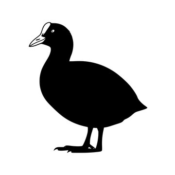 Eurasian coot bird silhouette vector graphic. Minimalist black illustration of an aquatic waterfowl, silhouette