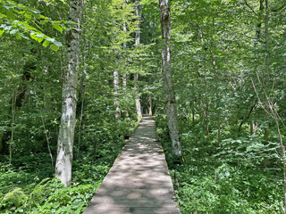 Wooden path in the forest between the trees
