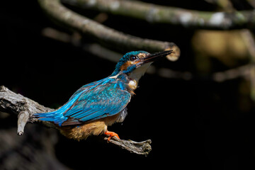 Common kingfisher (Alcedo atthis)