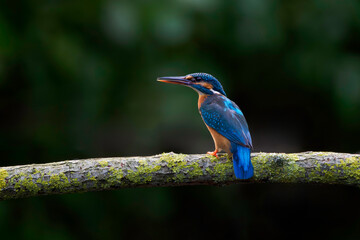Common kingfisher (Alcedo atthis)