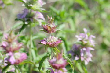 Purple lemon mint or bee balm closeup in nature, Texas plant in landscape during spring season.