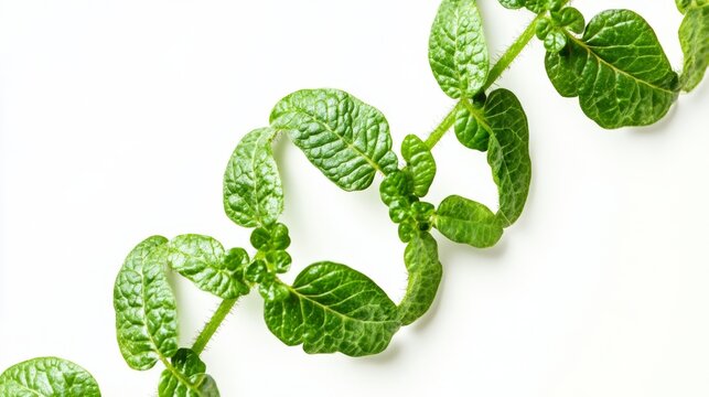 Exploring nature's design a crisp closeup of green plant dna spiral in a botanical environment