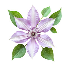 Lavender Clematis Blossoms isolated on transparent background