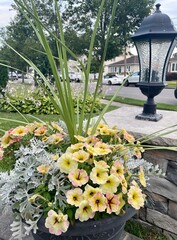 Potted yellow petunias by a light post