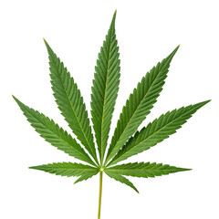 Marijuana leaf isolated on transparent background  
