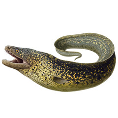 Illustration of a Spotted Green Moray Eel on Black Background - Marine Life, Ocean