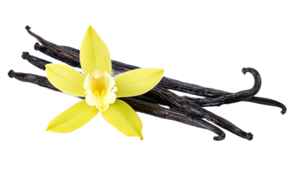 Captivating close-up features a vibrant vanilla flower alongside dark vanilla pods, creating a striking natural beauty with a transparent background.
