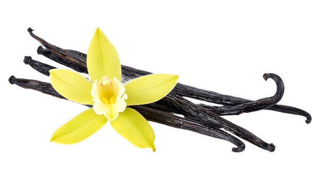 Captivating close-up features a vibrant vanilla flower alongside dark vanilla pods, creating a striking natural beauty with a transparent background.