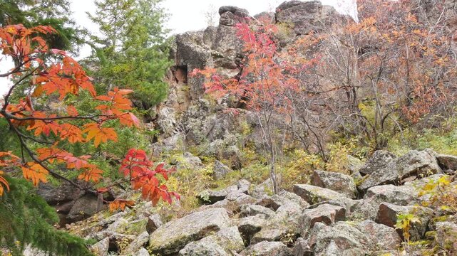 Autumn taiga landscape with trees and rocks.