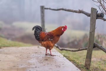 A beautiful bright rooster walks around the village yard. Farming. Household