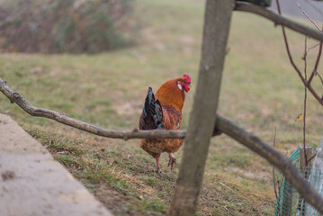 A beautiful bright rooster walks around the village yard. Farming. Household