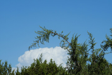 Juniper against Texas blue sky and cloud background with copy space.