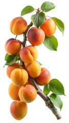 Ripe Apricots on a Branch with Green Leaves Isolated on White Background
