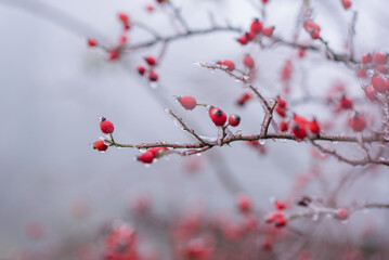 Rosehip fruits on a branch covered with ice. Close-up, soft focus. Eco-friendly product. Farming