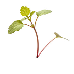 Seedling alone on transparent background isolated on transparent background  
