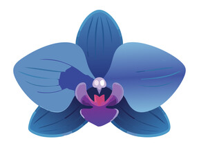 Deep Blue Purple Orchid Blossom Botanical Illustration