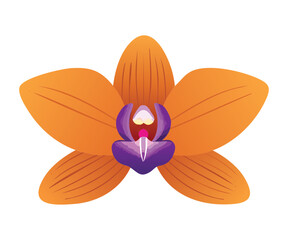 Colorful Orange Orchid Bloom with Purple Center