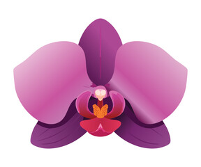 Bright Pink Colored Orchid Flower