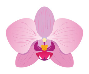 Soft Pink Colored Orchid Flower Bloom