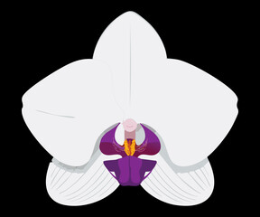 stunning white orchid bloom dark background