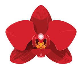 bold red orchid flower abstract illustration
