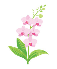 Soft Pink Orchid Blossoms Elegant Botanical Art
