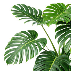 Tropical leaves isolated on transparent background  
