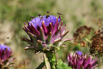 Close-up of a purple-flowered cardoon or wild artichoke thistle, Cynara cardunculus, with approaching bees and bumblebees collecting nectar, purple artichoke flower head in Mediterranean area
