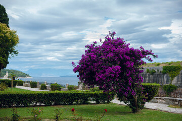 Purple Bougainvillea Overlooking Scenic Coastline