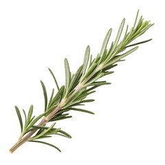 Fototapeta premium Rosemary isolated on transparent background 