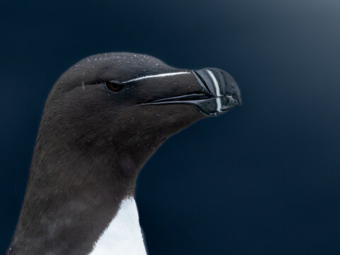 Portrait of a razorbill in rainy weather