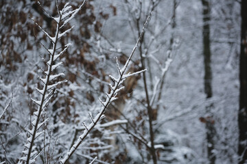 Snow-Covered Trees During Winter in Rural Missouri.