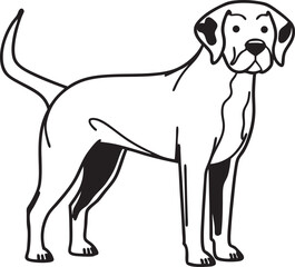 Fototapeta premium beagle dog portrait