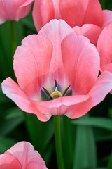 soft pink petals of tulip Bella Blush