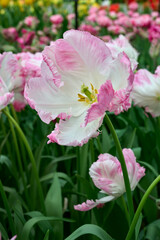 close-up of tulip Cabanna, white with pink flowers leaves, anther and stigma
