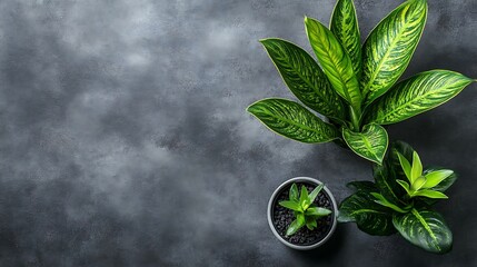 Plants on a gray surface