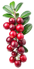 Branch of fresh, ripe cranberries with leaves isolated on white background