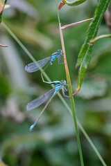 two Common Blue Damselfly mating on a twig