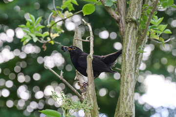 blackbird on a branch with a worm in its beak