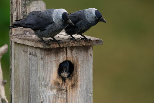 a couple of western jackdaw (coloeus monedula) perching on a nesting box while an other jackdaw watchs out of the hole