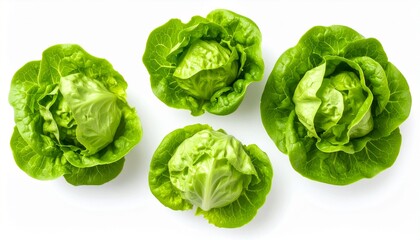 Four fresh, vibrant heads of lettuce arranged against a white background, showcasing their leafy textures.