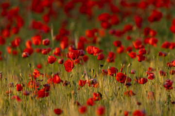 A field full of red poppy, common poppy or flanders poppy (Papaver rhoeas) found in Kiskunsagi National Park in Hungary