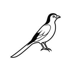 Fototapeta premium A drongo bird vector illustration.