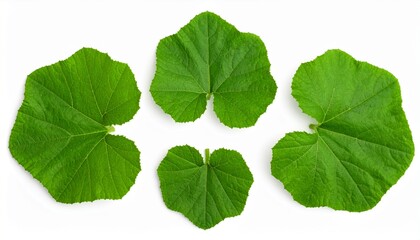 Obraz premium Four green pumpkin leaves are arranged on a white background, showcasing their shapes and textures.