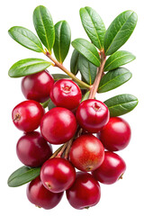 Closeup of Bright Red Cranberries and Green Leaves on a Stem Isolated