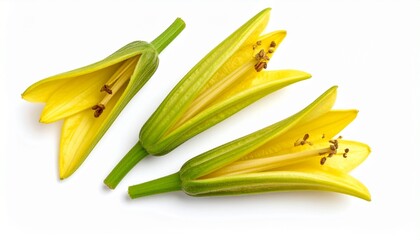 Three yellow daylily buds with green stems and visible stamens, isolated on a white background.