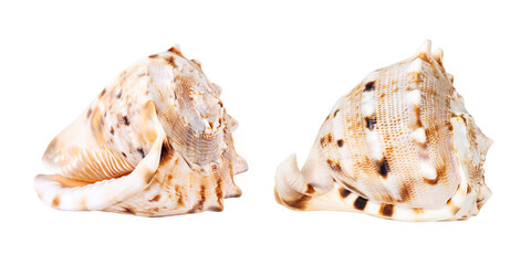 Detailed closeup of a beautiful sea shell on a transparent background. The sea shell is called...