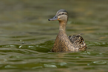 adult female Mallard (Anas platyrhynchos) swimming on a calm pond in Hungary, Fehér