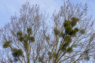 Tree Branches with Buds and Mistletoe Against Blue Sky in Early Spring Season